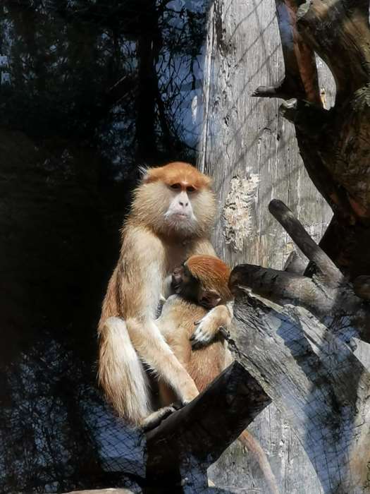 zoopark 9